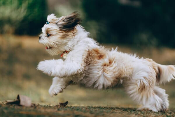 Langharige honden pakket