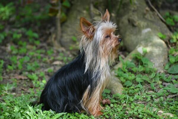 Zijdehaar hond pakket